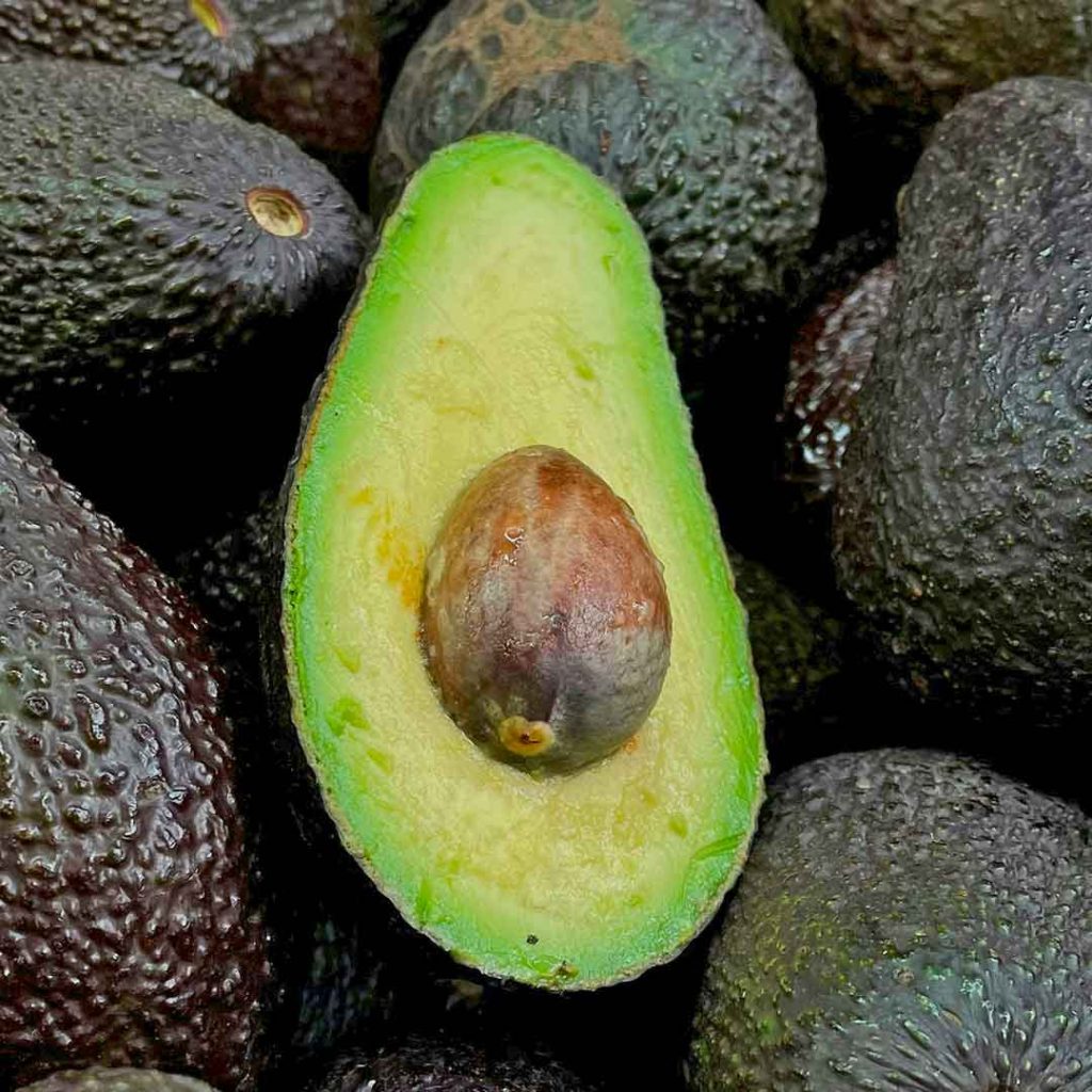 AGUACATE