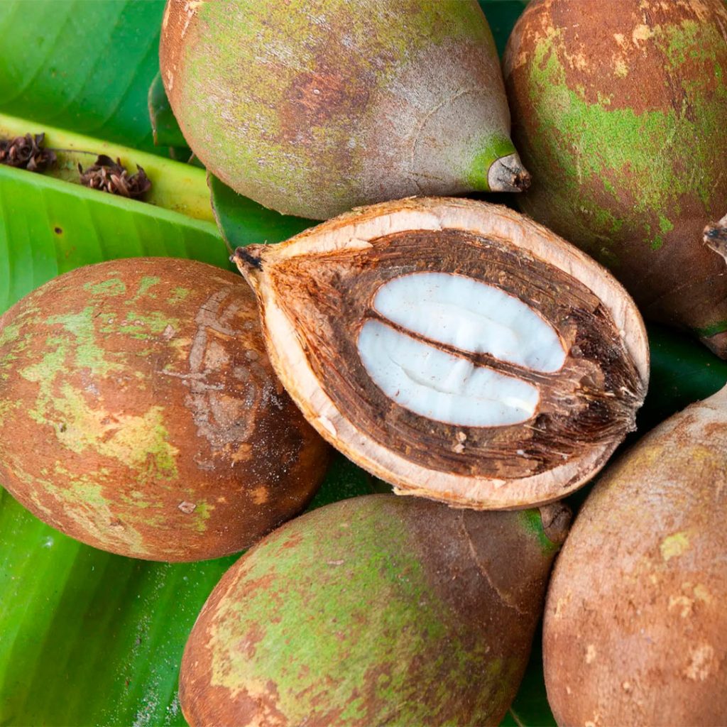 Semilla de Babassu